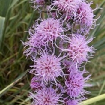 Liatris aspera