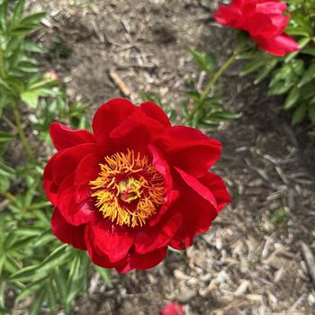 Paeonia lactiflora 'Montezuma' (302456)