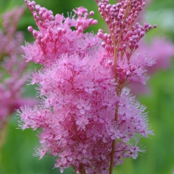 Filipendula rubra