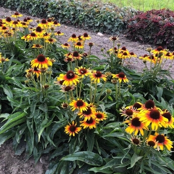 Echinacea purpurea 'Bird Parrot' PPAF