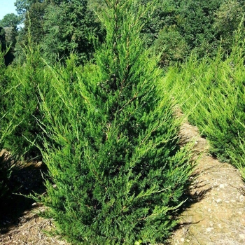 Juniperus chinensis 'Hetzii Columnaris' 