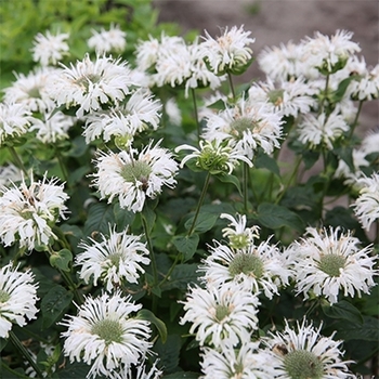Monarda 'Bee Bright' PP32029P3