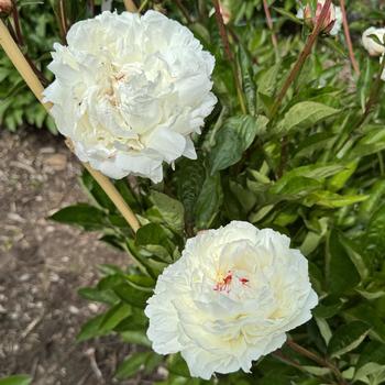 Paeonia 'Mrs. C. S. Minot' (302466)