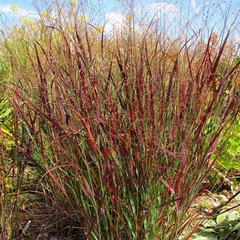 Panicum virgatum 'Blood Brothers' 