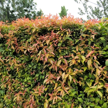 Xylosma congestum