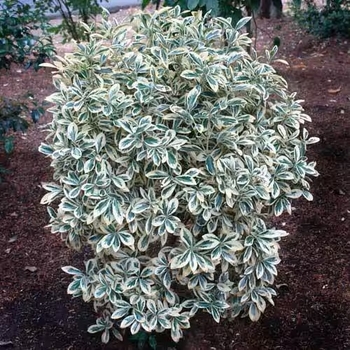 Euonymus japonica 'Silver Queen' 