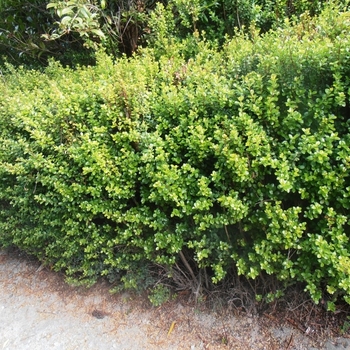 Myrsine africana