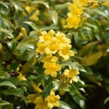 Gelsemium sempervirens 'Margarita' 