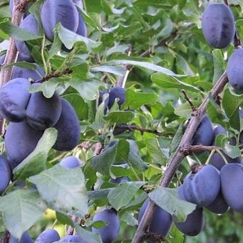 Prunus domestica 'Italian' 
