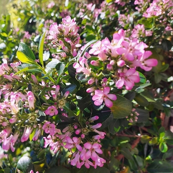 Escallonia x exoniensis 'Fradesii' 