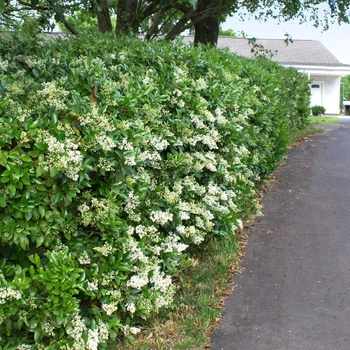Ligustrum japonicum 'Texanum' 