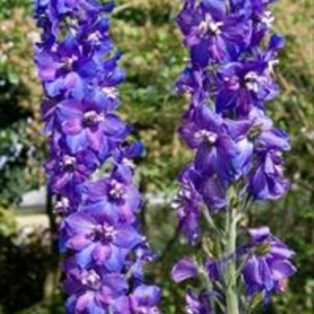 Delphinium elatum 'Black Knight' 