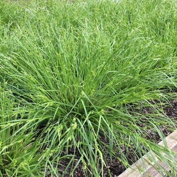 Carex amphibola