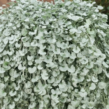 Dichondra argentea
