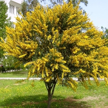 Acacia pycnantha
