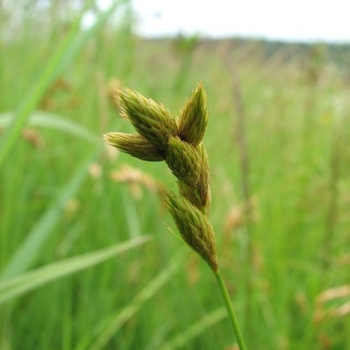 Andropogon virginicus