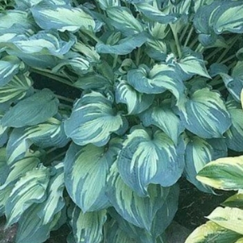 Hosta 'Guardian Angel' 