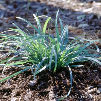 Carex flaccosperma
