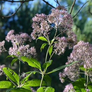 Eutrochium purpureum