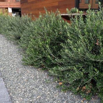 Olea europaea 'Dwarf Olive' 