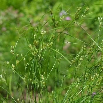 Juncus tenuis