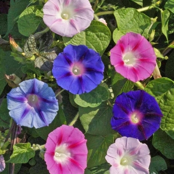 Ipomoea 'Cameo Elegance' 
