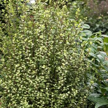 Pittosporum tenuifolium 'Oliver Twist' 