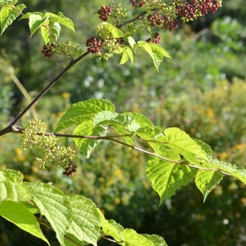Aralia racemosa