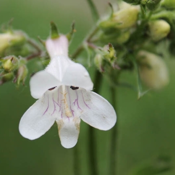 Penstemon digitalis
