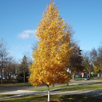 Betula platyphylla 'Dakota Pinnacle®' Fargo PP10963