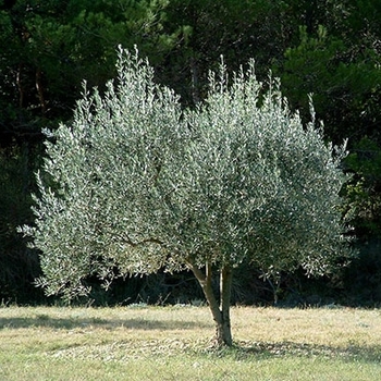 Bucida buceras 'Shady Lady' 