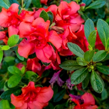 Rhododendron calendulaceum 'Corley's Cardinal' 