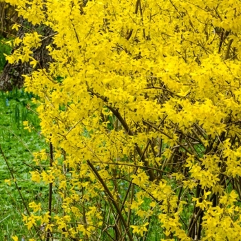 Forsythia 'Courtaneur' 