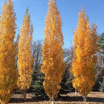 Betula platyphylla 'Dakota Pinnacle®' Fargo PP10963