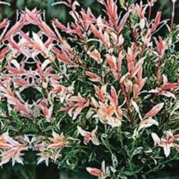 Salix integra 'Flamingo' 