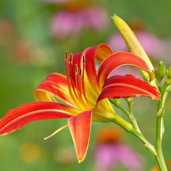 Hemerocallis 'Ming Toy' 