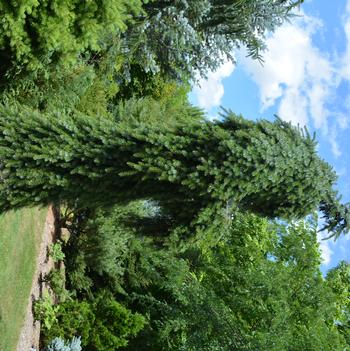 Picea omorika 'Pendula Bruns' 