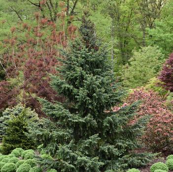 Picea omorika 'Bruns' 
