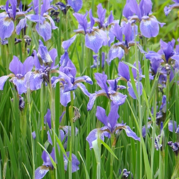 Iris virginica