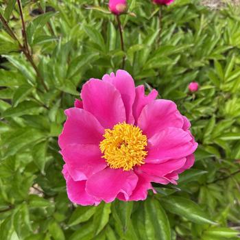 Paeonia lactiflora 'L'Etincelante' (302609)