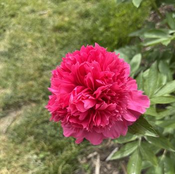 Paeonia lactiflora 'Angelo Cobb Freeborn' 
