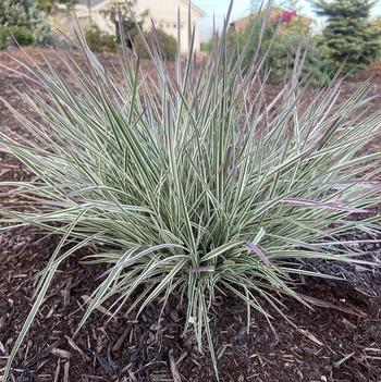 Schizachyrium scoparium 'Chameleon' 