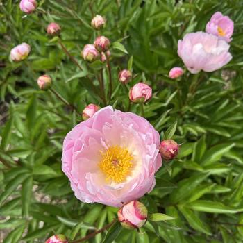 Paeonia 'Roselette'