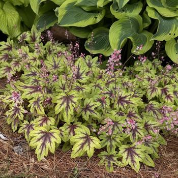 Heucherella Fun and Games® 'Eye Spy' (302615)