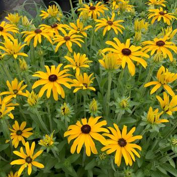 Rudbeckia 'Glitters Like Gold' 