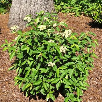 Viburnum cassinoides 'SMNVCDD' PP27549, CBR 5943