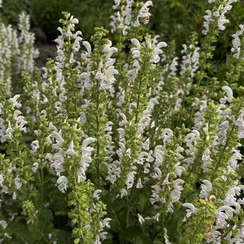 Salvia Color Spires® 'Snow Kiss' (302619)