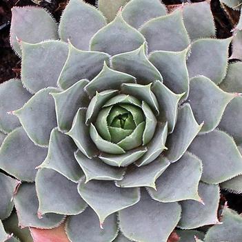 Sempervivum 'Pacific Blue Ice' 