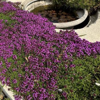 Thymus praecox 'Coccineus' (302622)