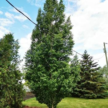 Betula platyphylla 'Dakota Pinnacle®' Fargo PP10963
